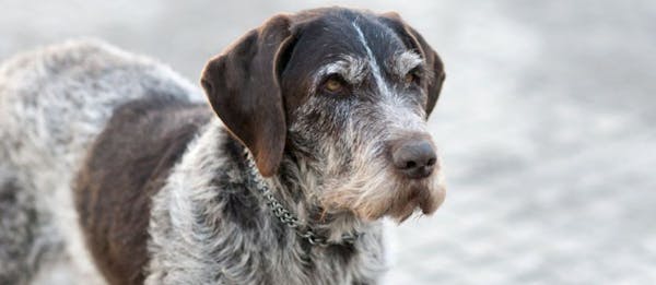 animali domestici: i vantaggi per gli anziani